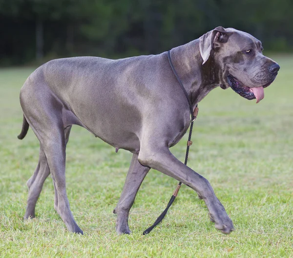 Great Dane walking — Stock Photo, Image