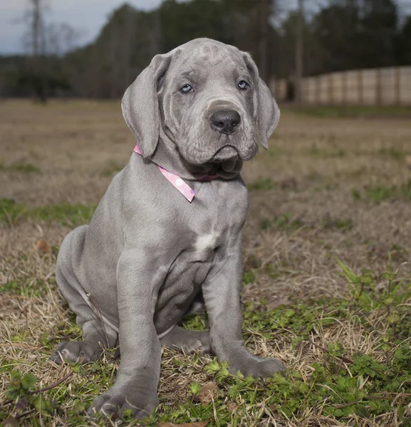 Čistokrevná modrá doga štěně — Stock fotografie
