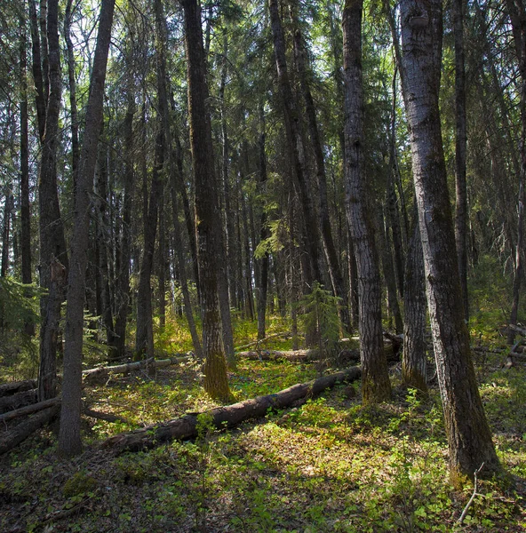 Punto brillante en un bosque alto — Foto de Stock