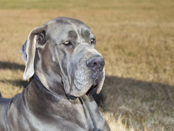 Great Dane in herfst — Stockfoto