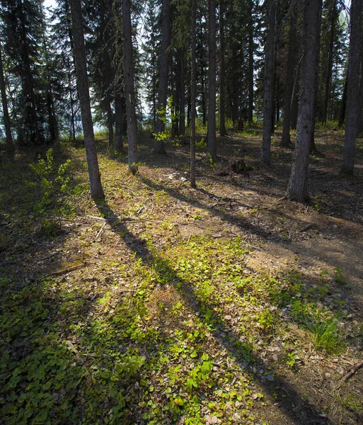 Suelo del bosque cerca de un lago — Foto de Stock