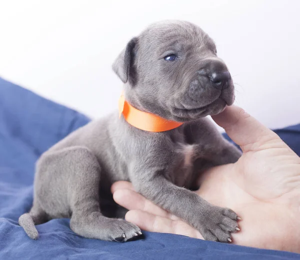 Puppy en liefdevolle blik — Stockfoto