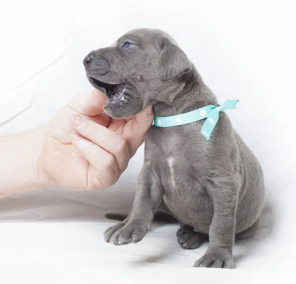 Local perfeito para um arranhão de cachorro — Fotografia de Stock