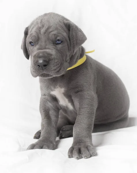 Occhi azzurri su un cucciolo — Foto Stock