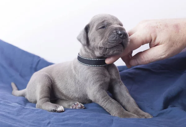 Helpende hand voor een pup — Stockfoto
