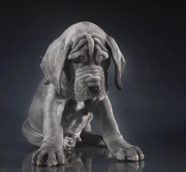 古典的な純血種の子犬 — ストック写真