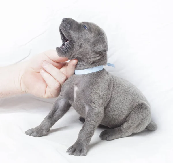 Mondelinge hygiënische voor een puppy — Stockfoto