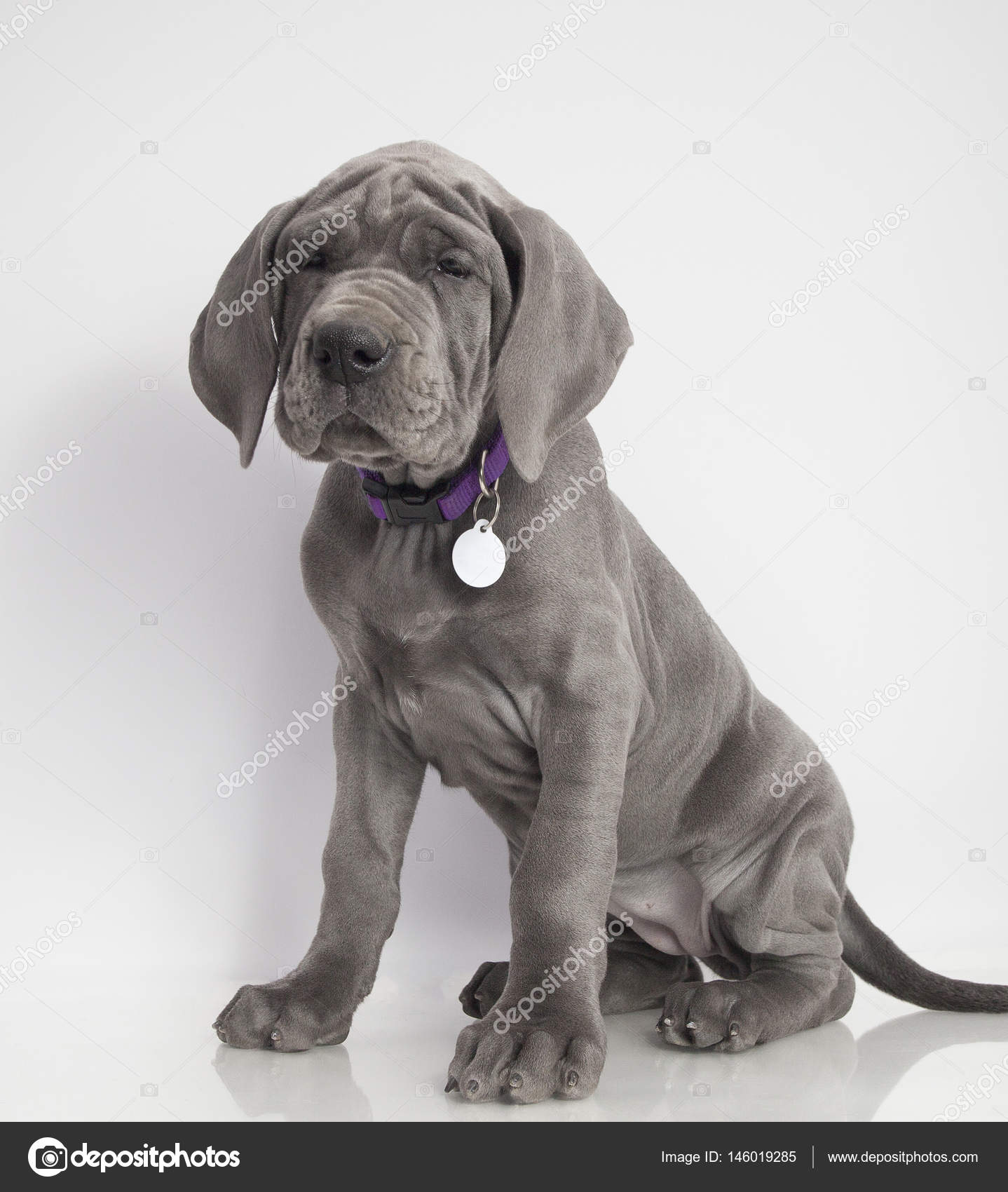 Gran cachorro danés — Foto de stock #146019285 © gsagi, image size:1438x1700