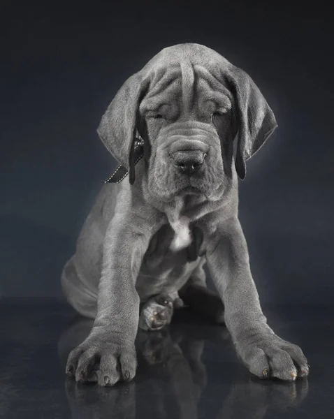 Purebred puppy with lots of wrinkles — Stock Photo, Image