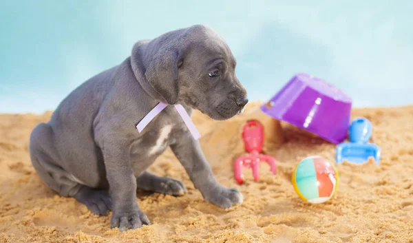 Mirada de cachorro preocupado — Foto de Stock