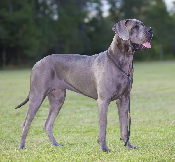 Great Dane ras murni — Stok Foto