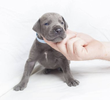 Dört köşe genç köpek yavrusu