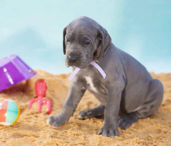 Warme blik van een puppy — Stockfoto