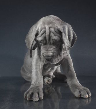 Üzgün safkan köpek yavrusu