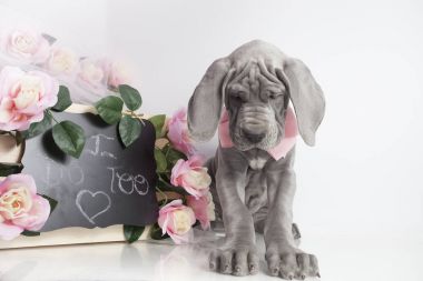 Aşk bir mesajla köpek yavrusu