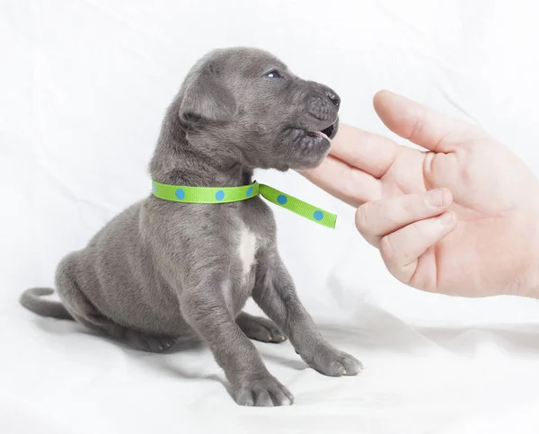 Liefdevolle aanraking voor een puppy — Stockfoto