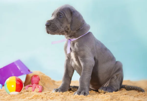 Patiënt puppy op het zand — Stockfoto