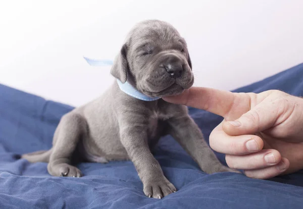 Puppy getting lots of love — Stock Photo, Image