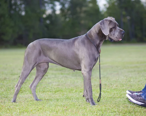 Rasechte Great Dane — Stockfoto