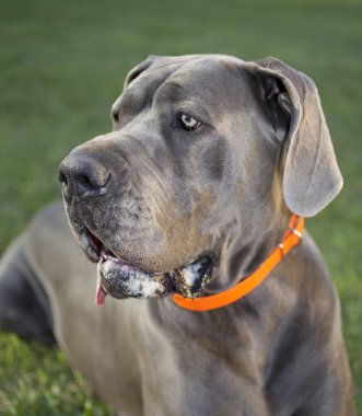 köpek gün batımında