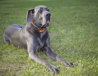 köpek uzanmış