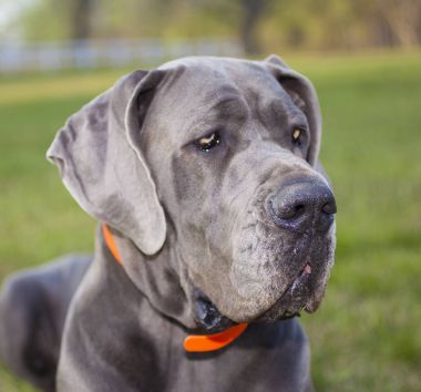Büyük burunlu köpek