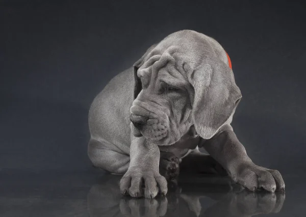 純血種のグレートデーンの子犬 — ストック写真