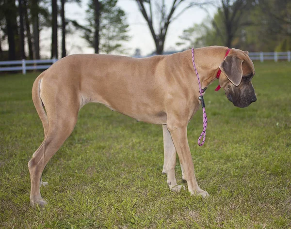 Great Dane à procura de algo — Fotografia de Stock