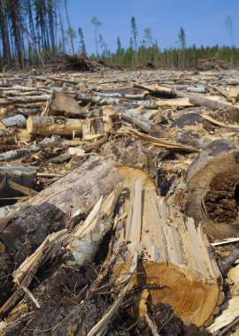 Günlüğe kaydedilen orman