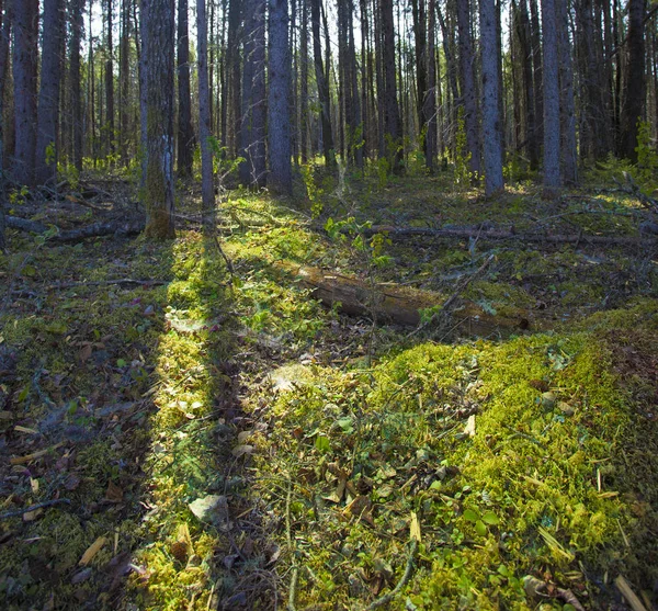 Bosque grueso en Canadá — Foto de Stock