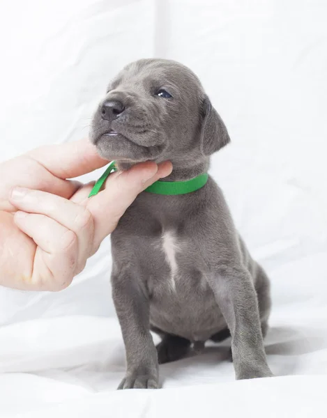 Chin up pup — Stockfoto