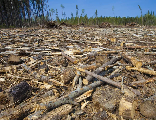 Последствия лесозаготовки в Канаде — стоковое фото