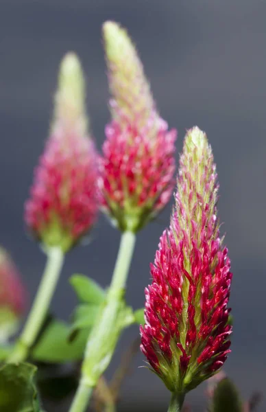 Três flores de trevo vermelho — Fotografia de Stock