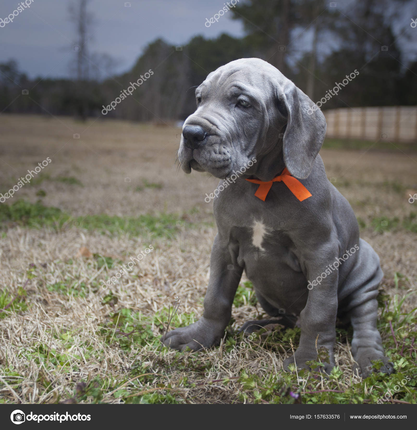 Purebred gran danés cachorro sentado — Foto de stock #157633576 © gsagi, image size:1600x1651