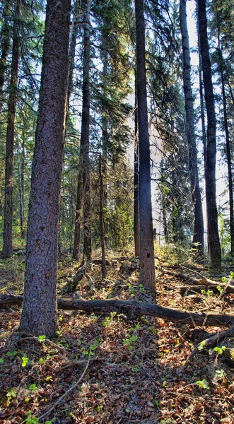 Bosque canadiense alto — Foto de Stock