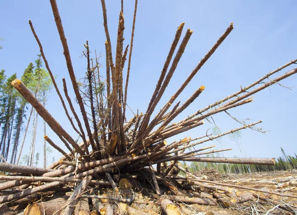 Bosque bajo el arma —  Fotos de Stock