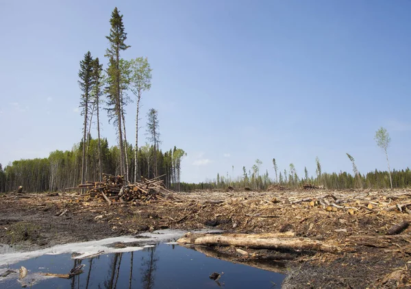 Опустошённые леса Канады — стоковое фото