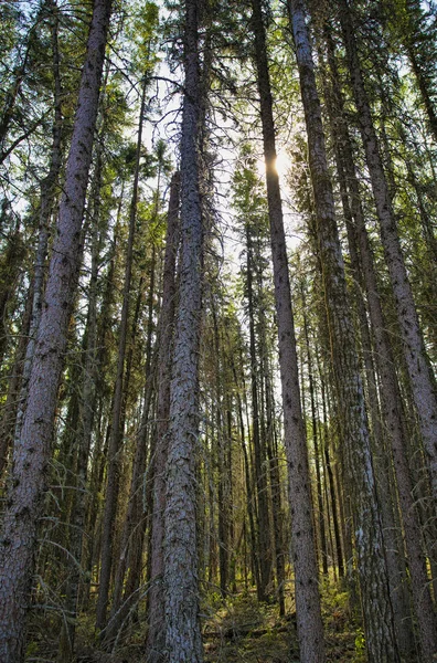 Sol escabulléndose en el bosque — Foto de Stock