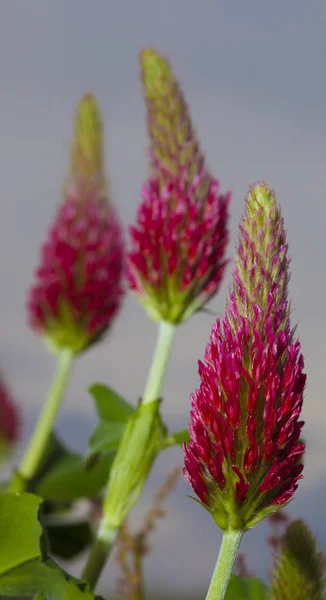 レッド クローバー花のトリオ — ストック写真