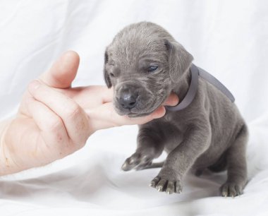 Kaçan Danua köpek yavrusu