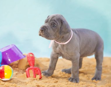 Köpek yavrusu bak