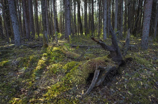 Bosque de Saskatchewan por la mañana — Foto de Stock