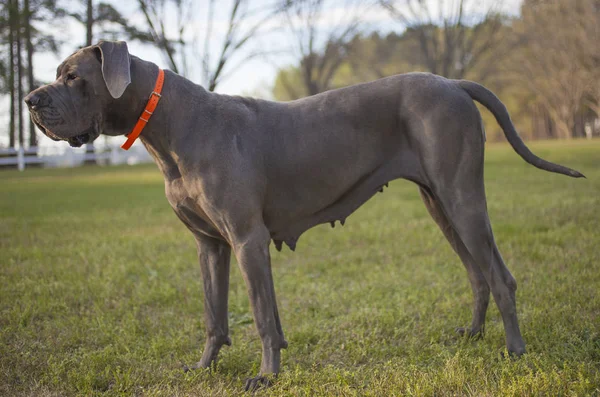 Gestapelde Great Dane — Stockfoto