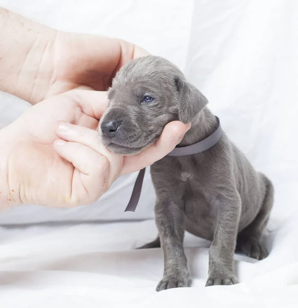 Kraag aanpassing op een pup — Stockfoto