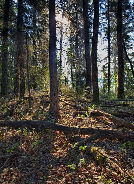 Luz del día en el bosque — Foto de Stock