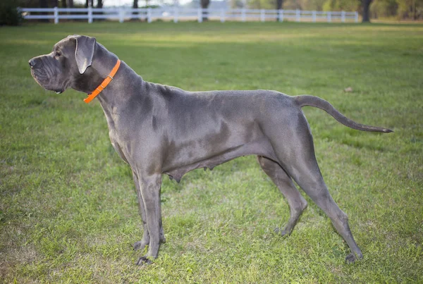 Hund som ser något — Stockfoto