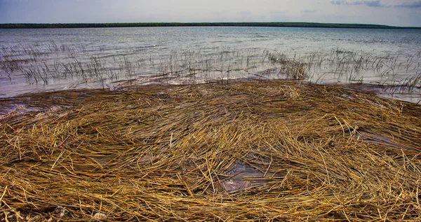 Litorale erbaceo in Canada — Foto Stock