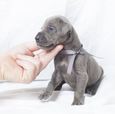 Beyaz köpek yavrusu dönüm