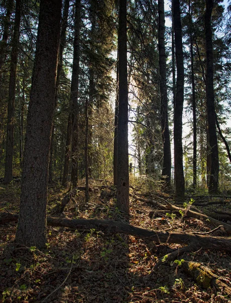 Bosque oscuro de Saskatchewan — Foto de Stock