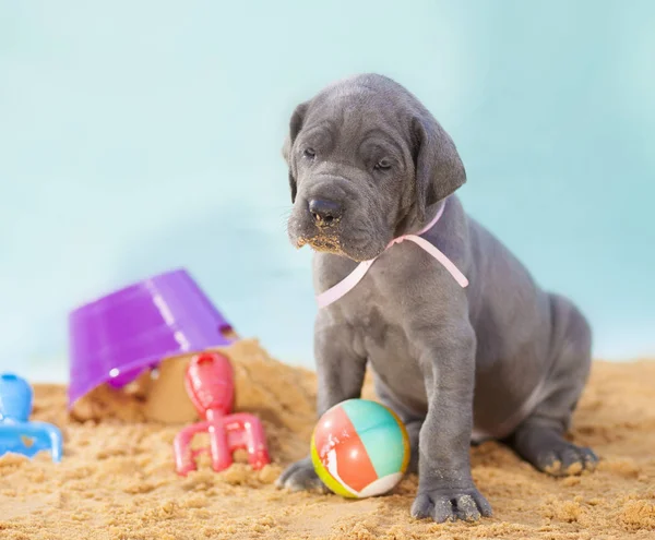 Playa cachorro y juguetes — Foto de Stock